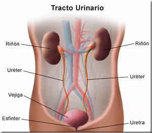 tracto urinario